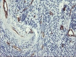 PECAM1 Monoclonal Antibody (OTI3G4), TrueMAB , OriGene 30 &mu;L; Unconjugated:Antibodies,