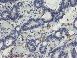 PECAM1 Monoclonal Antibody (OTI3G4), TrueMAB , OriGene 30 &mu;L; Unconjugated:Antibodies,