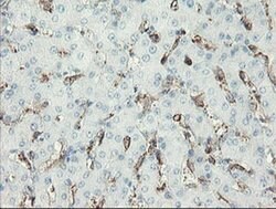 PECAM1 Monoclonal Antibody (OTI3G4), TrueMAB , OriGene 30 &mu;L; Unconjugated:Antibodies,