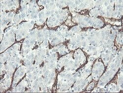 PECAM1 Monoclonal Antibody (OTI3G4), TrueMAB , OriGene 30 &mu;L; Unconjugated:Antibodies,
