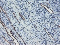 PECAM1 Monoclonal Antibody (OTI4D1), TrueMAB , OriGene 30 &mu;L; Unconjugated:Antibodies,