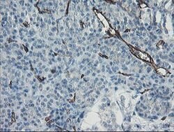 PECAM1 Monoclonal Antibody (OTI4D1), TrueMAB , OriGene 30 &mu;L; Unconjugated:Antibodies,