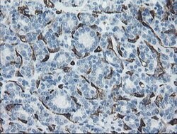 PECAM1 Monoclonal Antibody (OTI4D1), TrueMAB , OriGene 30 &mu;L; Unconjugated:Antibodies,