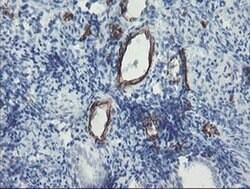 PECAM1 Monoclonal Antibody (OTI4D1), TrueMAB , OriGene:Antibodies:Primary