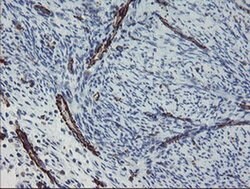 PECAM1 Monoclonal Antibody (OTI4D1), TrueMAB , OriGene 30 &mu;L; Unconjugated:Antibodies,