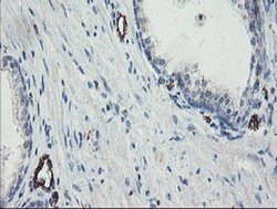 PECAM1 Monoclonal Antibody (OTI4D1), TrueMAB , OriGene 30 &mu;L; Unconjugated:Antibodies,