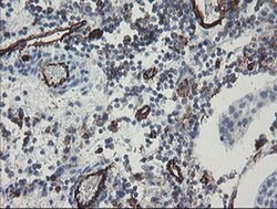 PECAM1 Monoclonal Antibody (OTI4D1), TrueMAB , OriGene 30 &mu;L; Unconjugated:Antibodies,