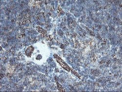 PECAM1 Monoclonal Antibody (OTI4D1), TrueMAB , OriGene:Antibodies:Primary