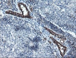 PECAM1 Monoclonal Antibody (OTI4D1), TrueMAB , OriGene 30 &mu;L; Unconjugated:Antibodies,