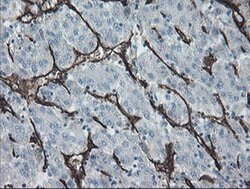 PECAM1 Monoclonal Antibody (OTI4D1), TrueMAB , OriGene 30 &mu;L; Unconjugated:Antibodies,