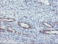 PECAM1 Mouse anti-Human, Clone: OTI4C1, lyophilized, TrueMAB 100 &mu;g;