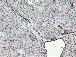 PECAM1 Mouse anti-Human, Clone: OTI4C1, lyophilized, TrueMAB 100 &mu;g;