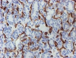 PECAM1 Mouse anti-Human, Clone: OTI4C1, lyophilized, TrueMAB 100 &mu;g;