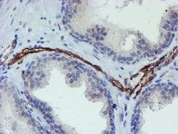 PECAM1 Mouse anti-Human, Clone: OTI4C1, lyophilized, TrueMAB 100 &mu;g;