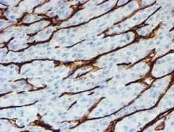 PECAM1 Mouse anti-Human, Clone: OTI4C1, lyophilized, TrueMAB 100 &mu;g;