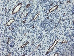 PECAM1 Monoclonal Antibody (OTI1D2), TrueMAB , OriGene 30 &mu;L; Unconjugated:Antibodies,