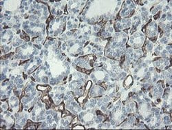 PECAM1 Monoclonal Antibody (OTI1D2), TrueMAB , OriGene 30 &mu;L; Unconjugated:Antibodies,