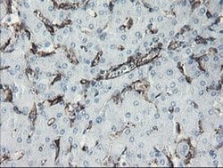 PECAM1 Monoclonal Antibody (OTI1D2), TrueMAB , OriGene 30 &mu;L; Unconjugated:Antibodies,