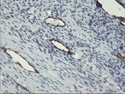 PECAM1 Monoclonal Antibody (OTI2B5), TrueMAB , OriGene 100 &mu;L; Unconjugated:Antibodies,