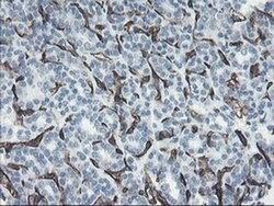 PECAM1 Monoclonal Antibody (OTI2B5), TrueMAB , OriGene:Antibodies:Primary