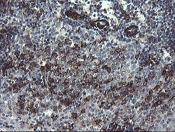 PECAM1 Monoclonal Antibody (OTI2B5), TrueMAB , OriGene 100 &mu;L; Unconjugated:Antibodies,