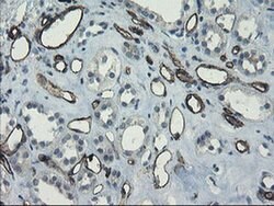 PECAM1 Monoclonal Antibody (OTI2B5), TrueMAB , OriGene 100 &mu;L; Unconjugated:Antibodies,