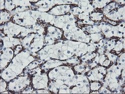 PECAM1 Monoclonal Antibody (OTI2B5), TrueMAB , OriGene 100 &mu;L; Unconjugated:Antibodies,
