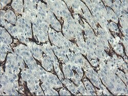 PECAM1 Monoclonal Antibody (OTI2B5), TrueMAB , OriGene 100 &mu;L; Unconjugated:Antibodies,