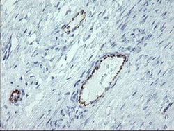 PECAM1 Monoclonal Antibody (OTI3H2), TrueMAB , OriGene 100 &mu;L; Unconjugated:Antibodies,
