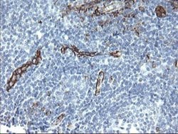 PECAM1 Monoclonal Antibody (OTI3H2), TrueMAB , OriGene 100 &mu;L; Unconjugated:Antibodies,