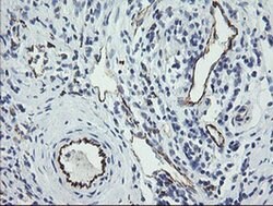 PECAM1 Monoclonal Antibody (OTI3H2), TrueMAB , OriGene 100 &mu;L; Unconjugated:Antibodies,