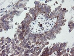 PECAM1 Monoclonal Antibody (OTI2C3), TrueMAB , OriGene 30 &mu;L; Unconjugated:Antibodies,