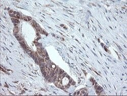 PECAM1 Monoclonal Antibody (OTI2C3), TrueMAB , OriGene 30 &mu;L; Unconjugated:Antibodies,