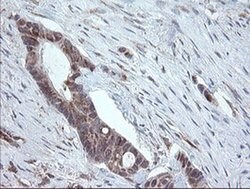 PECAM1 Monoclonal Antibody (OTI2C3), TrueMAB , OriGene 100 &mu;L; Unconjugated:Antibodies,