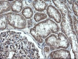PECAM1 Monoclonal Antibody (OTI2C3), TrueMAB , OriGene 30 &mu;L; Unconjugated:Antibodies,