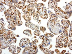 PECAM1 Mouse anti-Human, Clone: UMAB29, liquid, UltraMAB 100 &mu;L; Unconjugated:Antibodies,