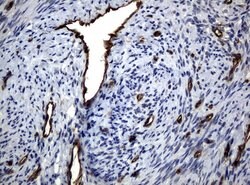 PECAM1 Mouse anti-Human, Clone: UMAB29, liquid, UltraMAB 100 &mu;L; Unconjugated:Antibodies,