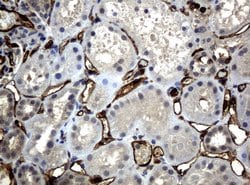 PECAM1 Mouse anti-Human, Clone: UMAB29, liquid, UltraMAB 100 &mu;L; Unconjugated:Antibodies,