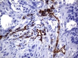 PECAM1 Mouse anti-Human, Clone: UMAB30, liquid, UltraMAB 30 &mu;L; Unconjugated:Antibodies,