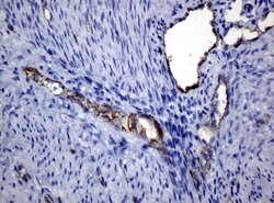 PECAM1 Mouse anti-Human, Clone: UMAB30, liquid, UltraMAB 30 &mu;L; Unconjugated:Antibodies,