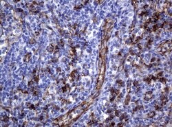 PECAM1 Mouse anti-Human, Clone: UMAB30, liquid, UltraMAB 30 &mu;L; Unconjugated:Antibodies,