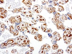 PECAM1 Mouse anti-Human, Clone: UMAB31, liquid, UltraMAB 30 &mu;L | Buy Online | OriGene | Fisher Scientific