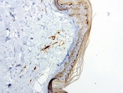 PECAM1 Mouse anti-Human, Clone: UMAB31, liquid, UltraMAB 30 &mu;L | Buy Online | OriGene | Fisher Scientific