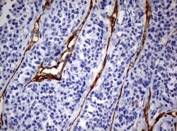 PECAM1 Mouse anti-Human, Clone: UMAB31, liquid, UltraMAB 30 &mu;L | Buy Online | OriGene | Fisher Scientific