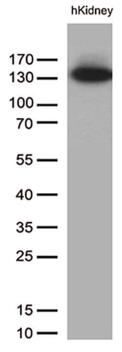 PECAM1 Monoclonal Antibody (OTI2C6), TrueMAB , OriGene 30 &mu;L; Unconjugated:Antibodies,