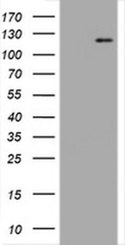 PECAM1 Monoclonal Antibody (OTI1F9), TrueMAB , OriGene:Antibodies:Primary