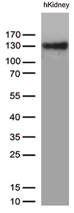 PECAM1 Monoclonal Antibody (OTI3G4), TrueMAB , OriGene 30 &mu;L; Unconjugated:Antibodies,