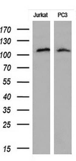 PECAM1 Mouse anti-Human, Clone: OTI2E4, liquid, TrueMAB 30 &mu;L; Unconjugated:Antibodies,