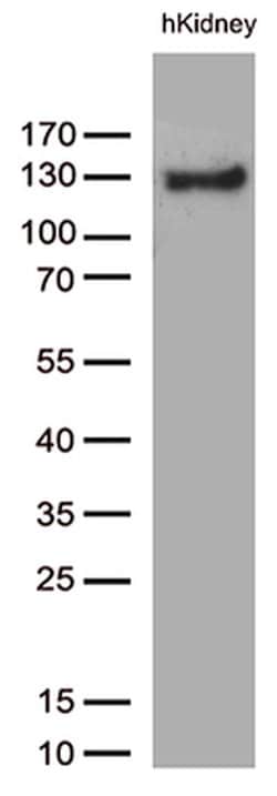 PECAM1 Monoclonal Antibody (OTI4D1), TrueMAB , OriGene 30 &mu;L; Unconjugated:Antibodies,