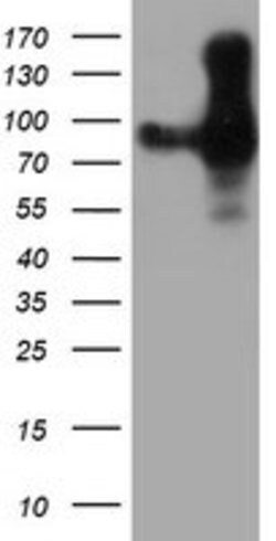 PECAM1 Mouse anti-Human, Clone: OTI4C1, lyophilized, TrueMAB 100 &mu;g;